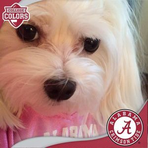 Meet your Posher, Pat